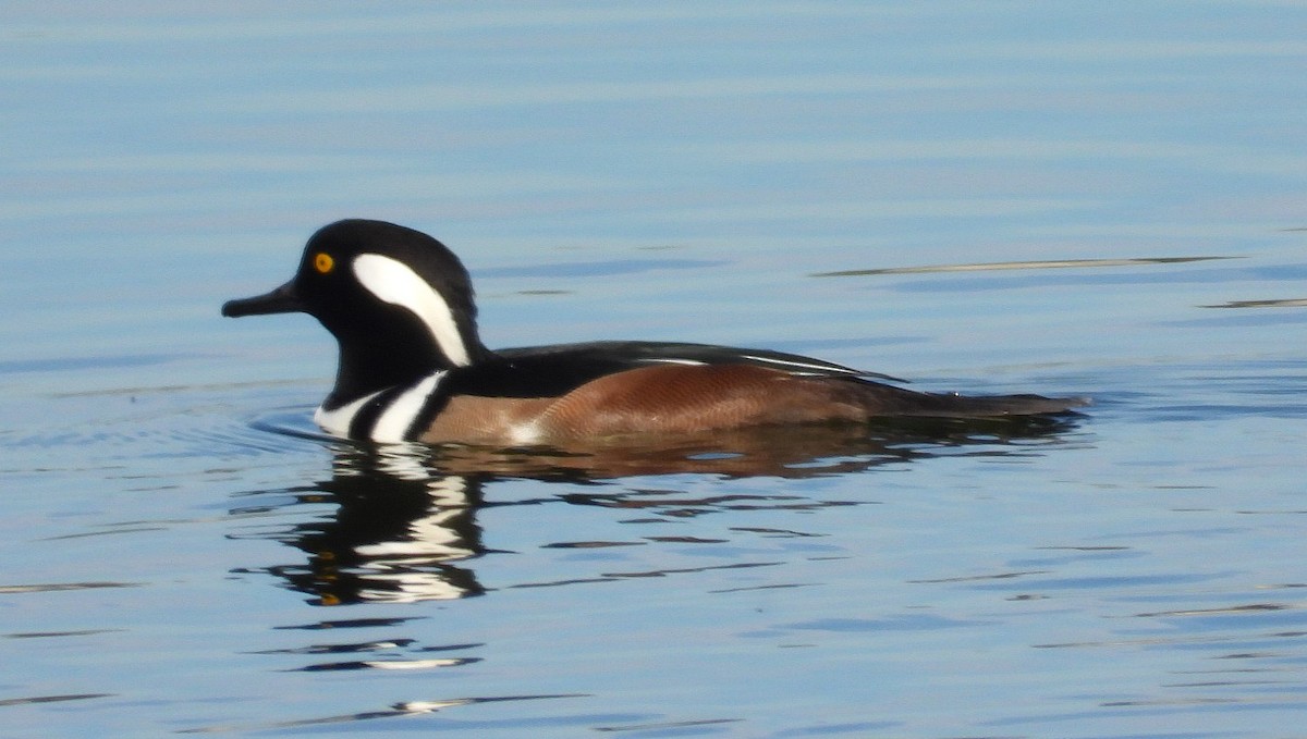 Hooded Merganser - ML644719784