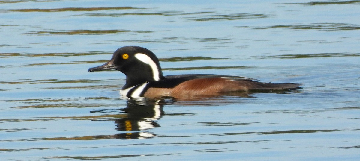 Hooded Merganser - ML644719785