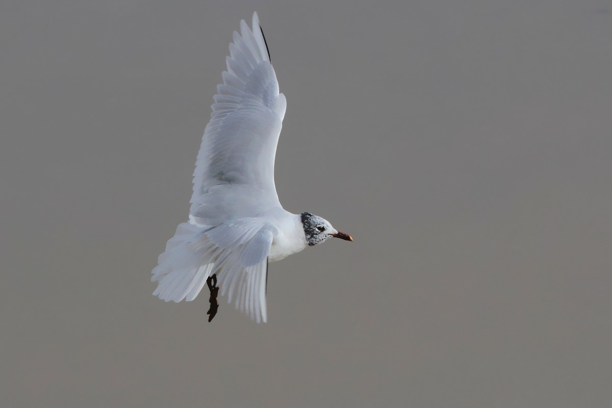 Mediterranean Gull - ML644719787