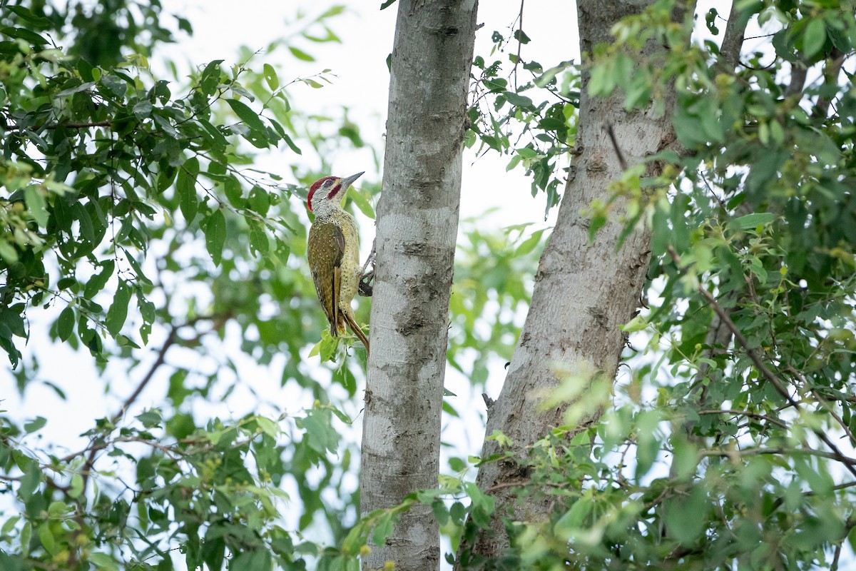 datel kropenatý - ML644719799