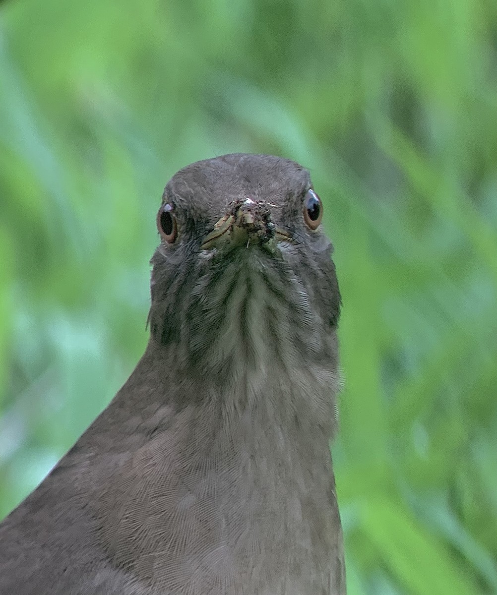 Merle fauve - ML644719805