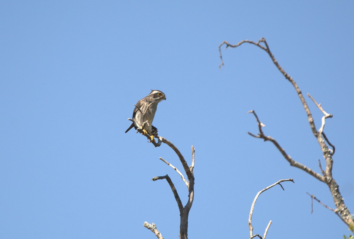 Spot-winged Falconet - ML644719810