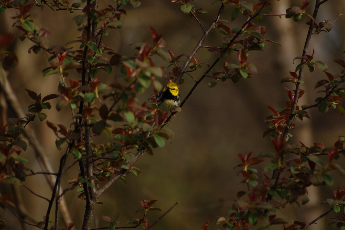 Black-throated Green Warbler - ML644719822