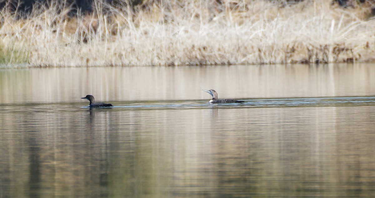 Common Loon - ML644719823