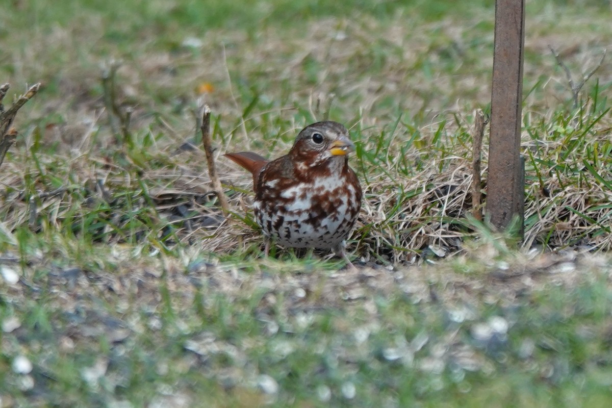 Fox Sparrow (Red) - ML644719828