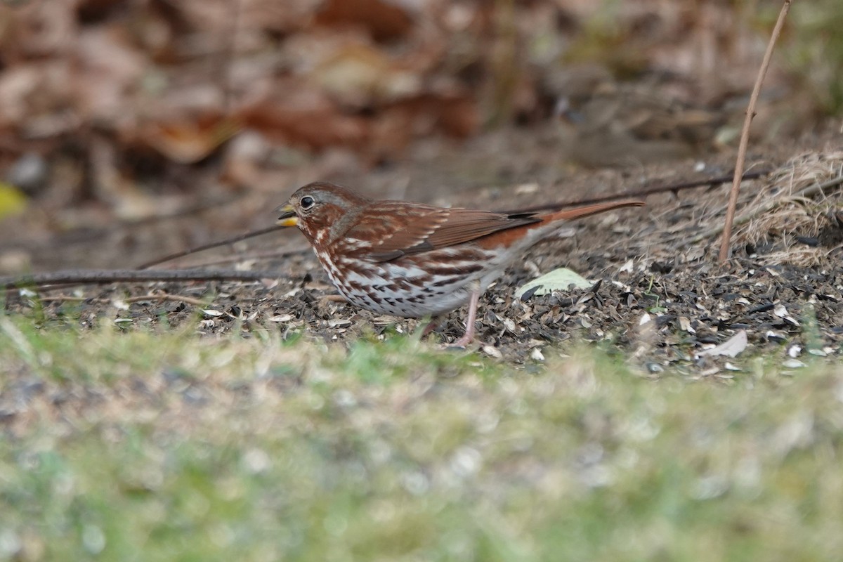 Fox Sparrow (Red) - ML644719829