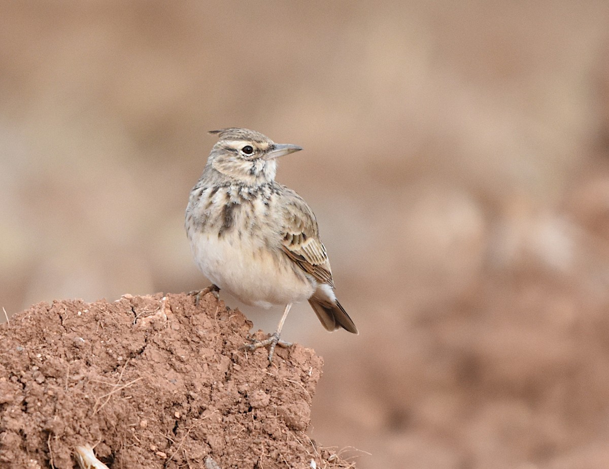 topplerke - ML644719839