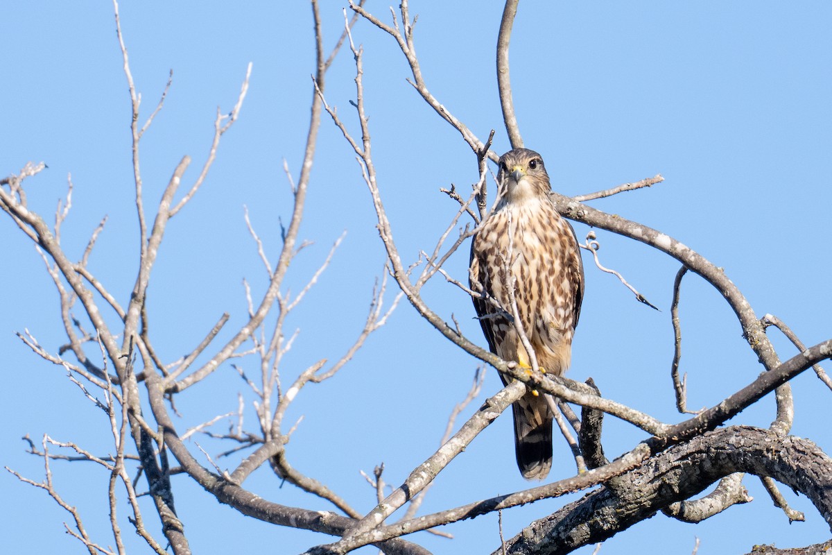 Merlin - ML644719840