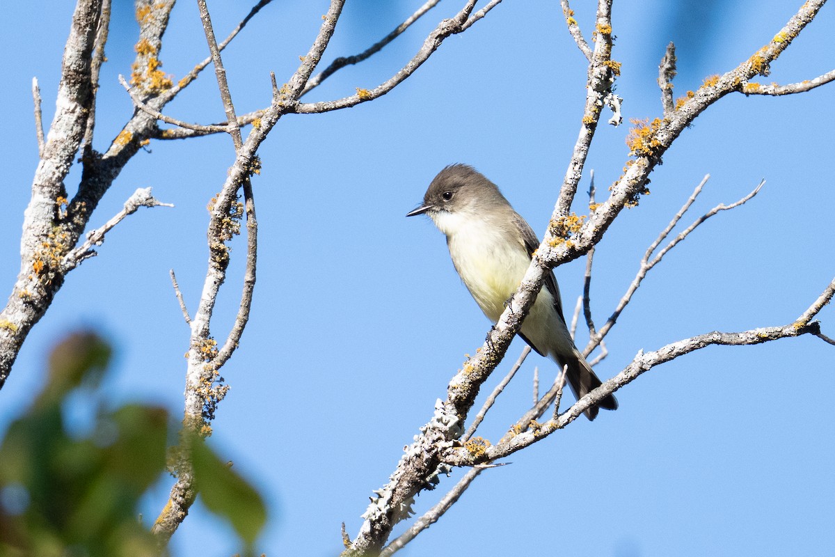 Eastern Phoebe - ML644719842