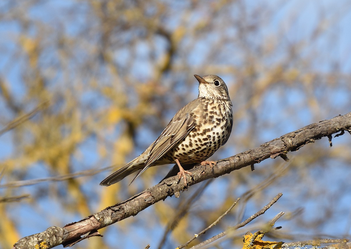 槲鶇 - ML644719849