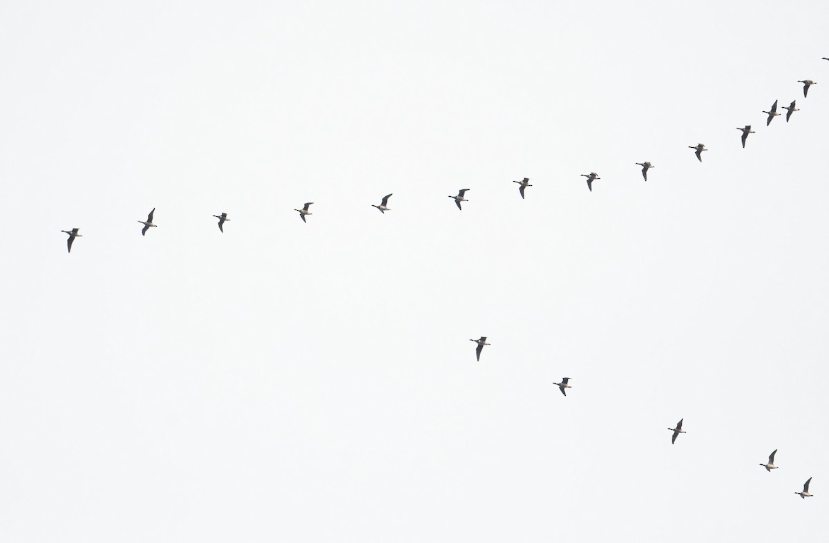 Brant (Pale-bellied) - ML644719852