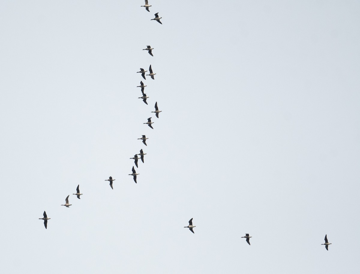 Brant (Pale-bellied) - ML644719853