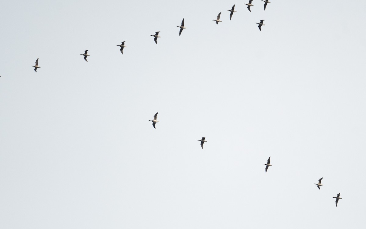 Brant (Pale-bellied) - ML644719854