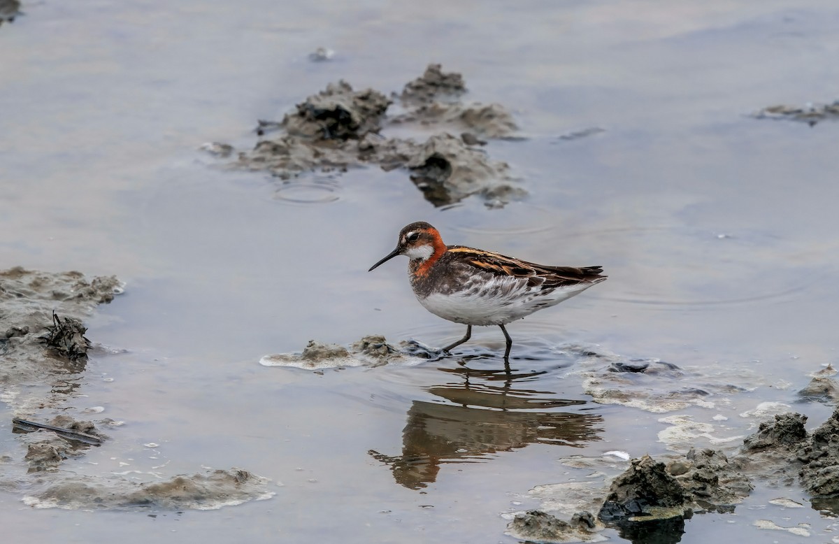 Плавунець круглодзьобий - ML644719861