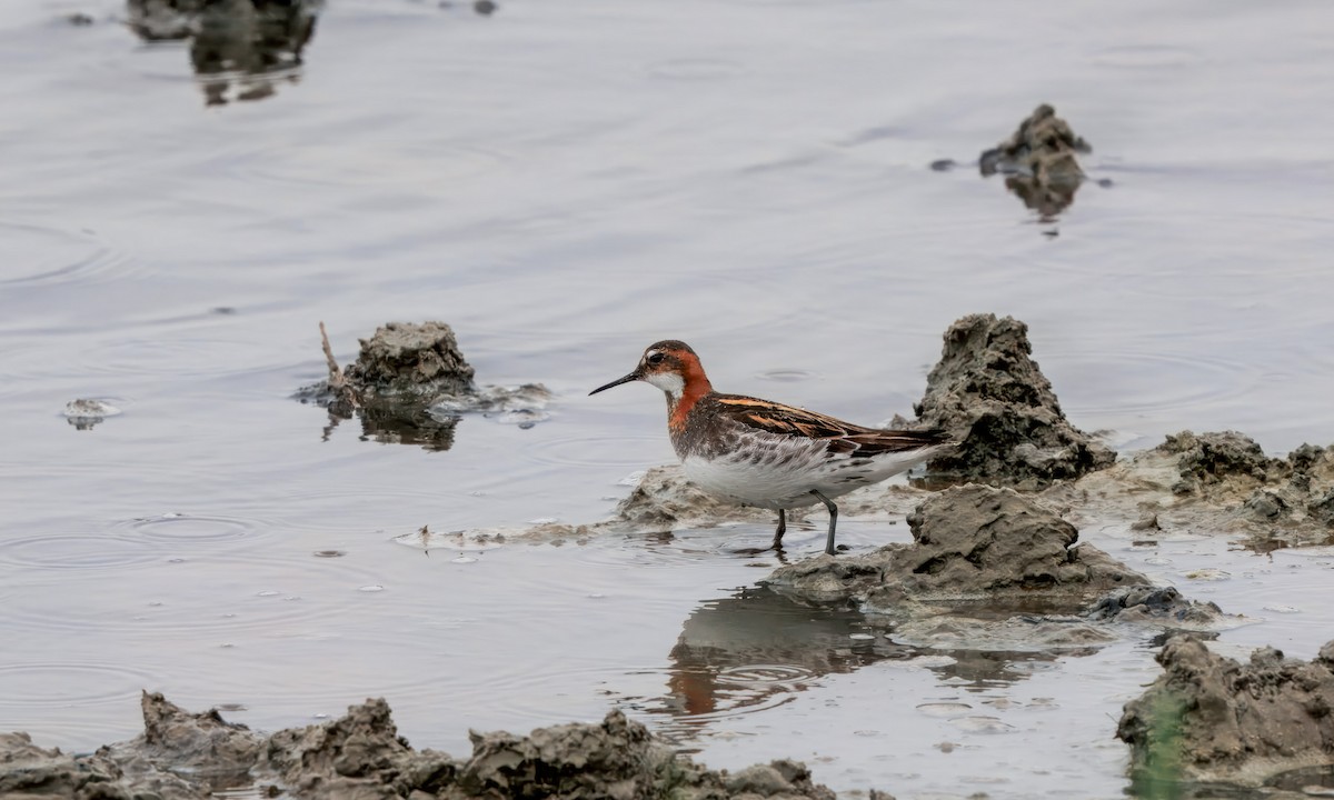 Плавунець круглодзьобий - ML644719862