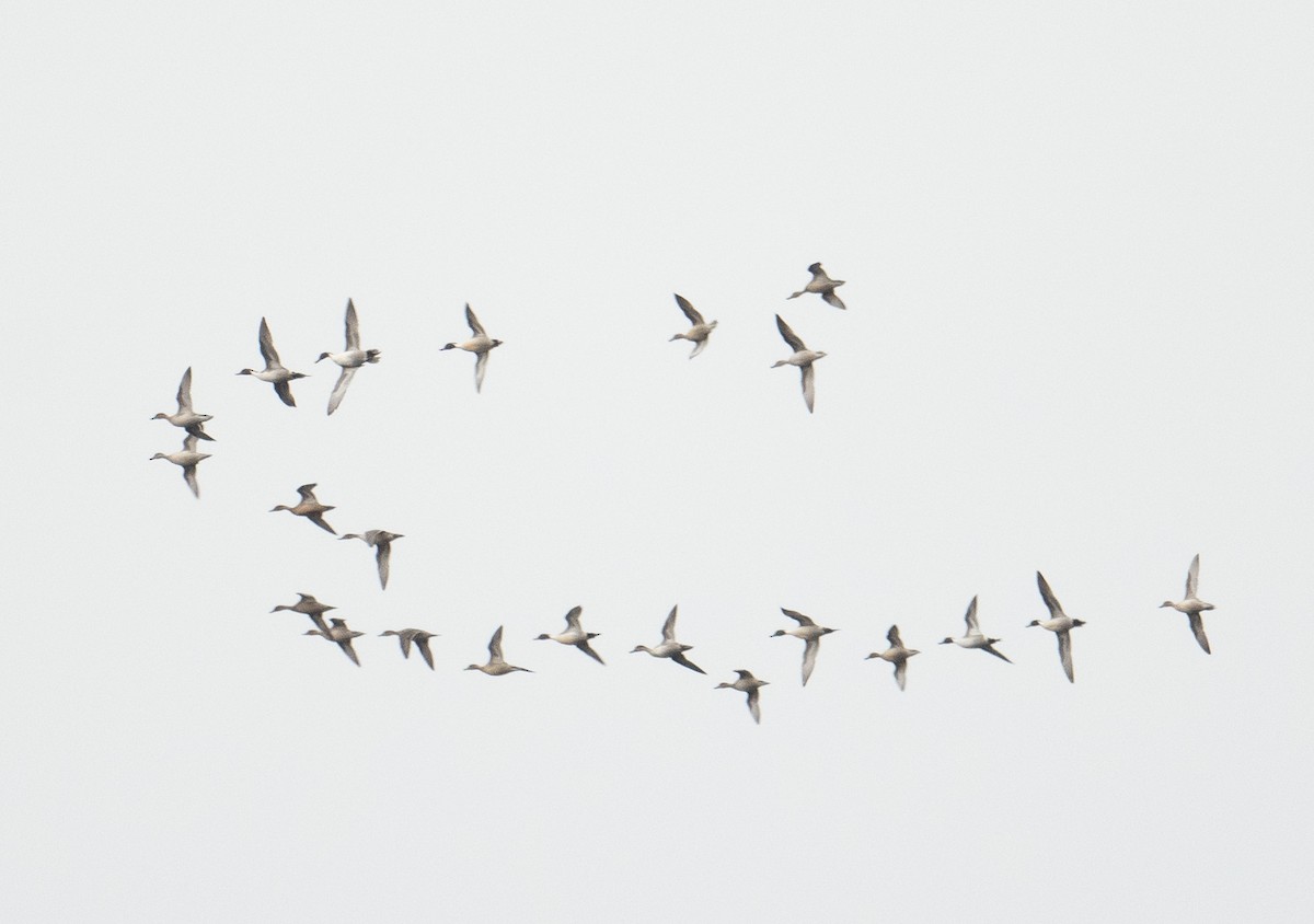 Northern Pintail - ML644719866