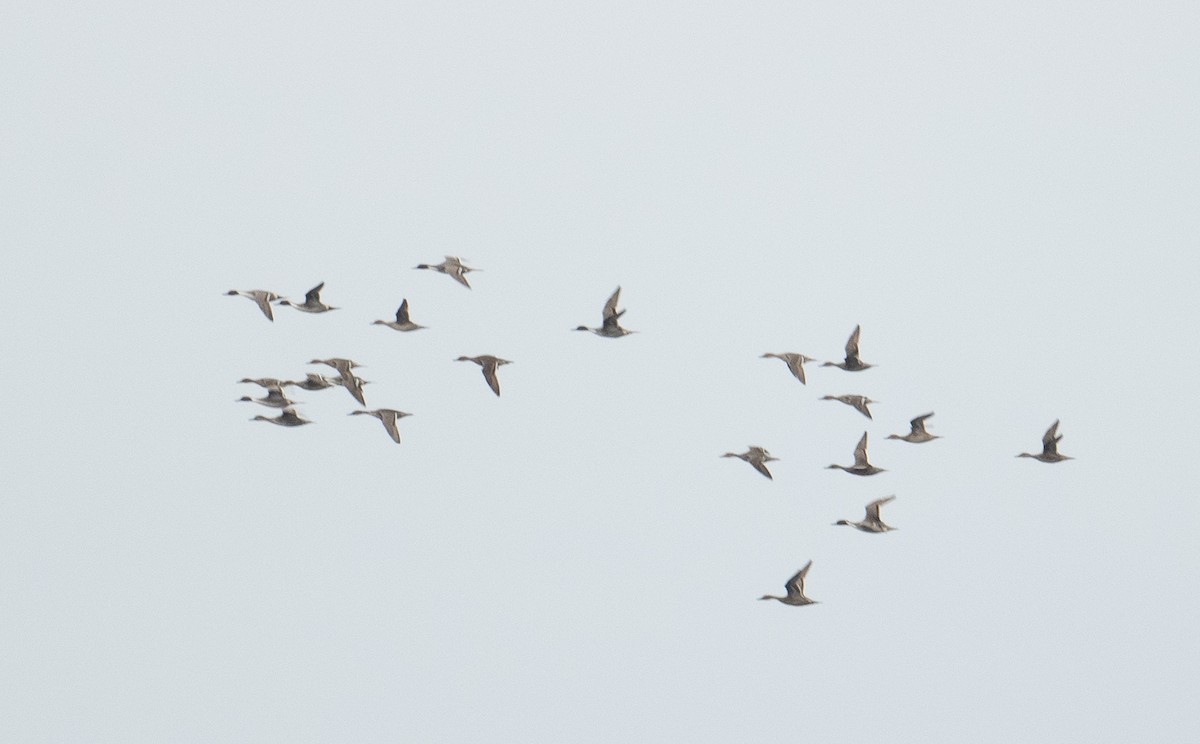 Northern Pintail - ML644719867