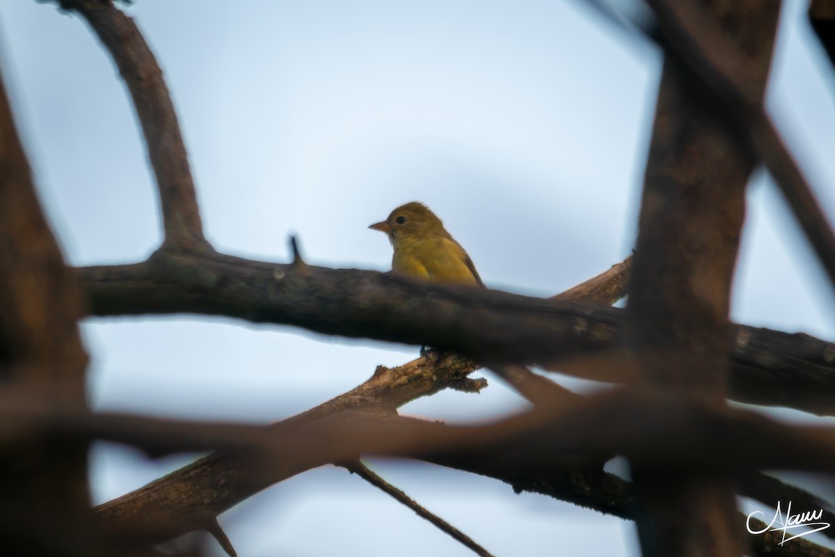 Western Tanager - ML644719872