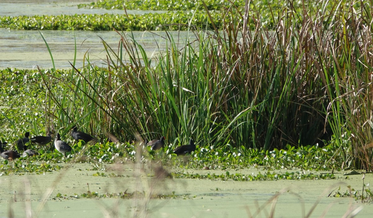 アメリカバン - ML644719873