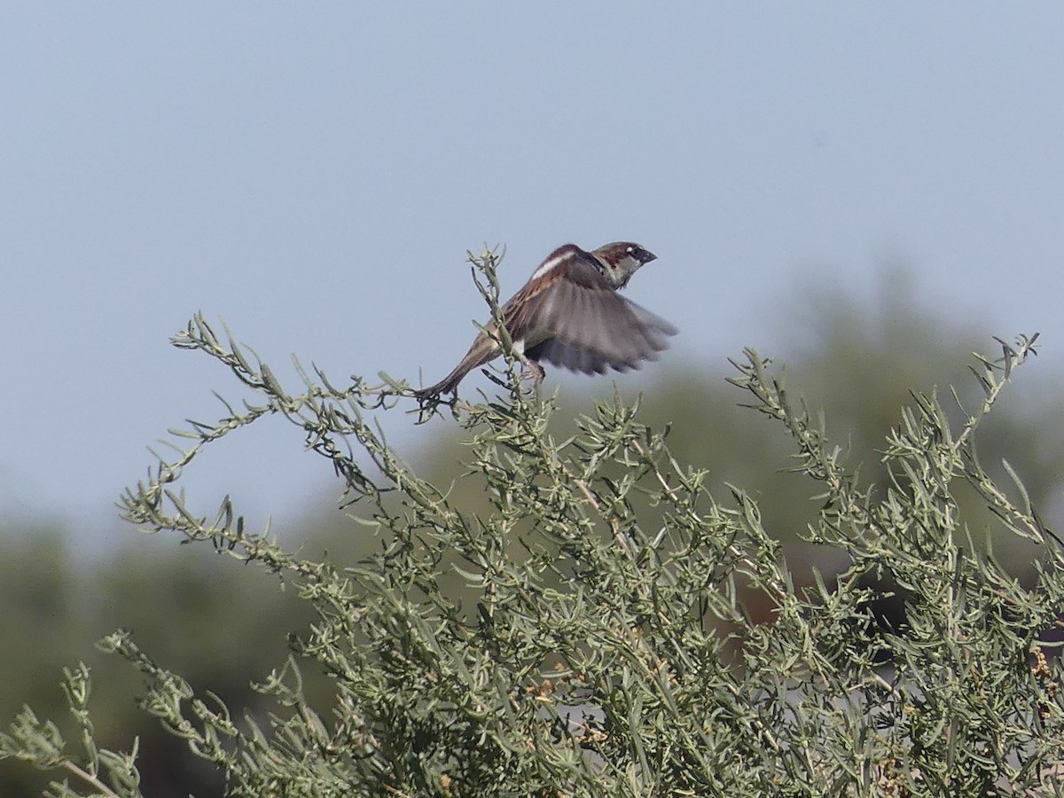 House Sparrow - ML644719875