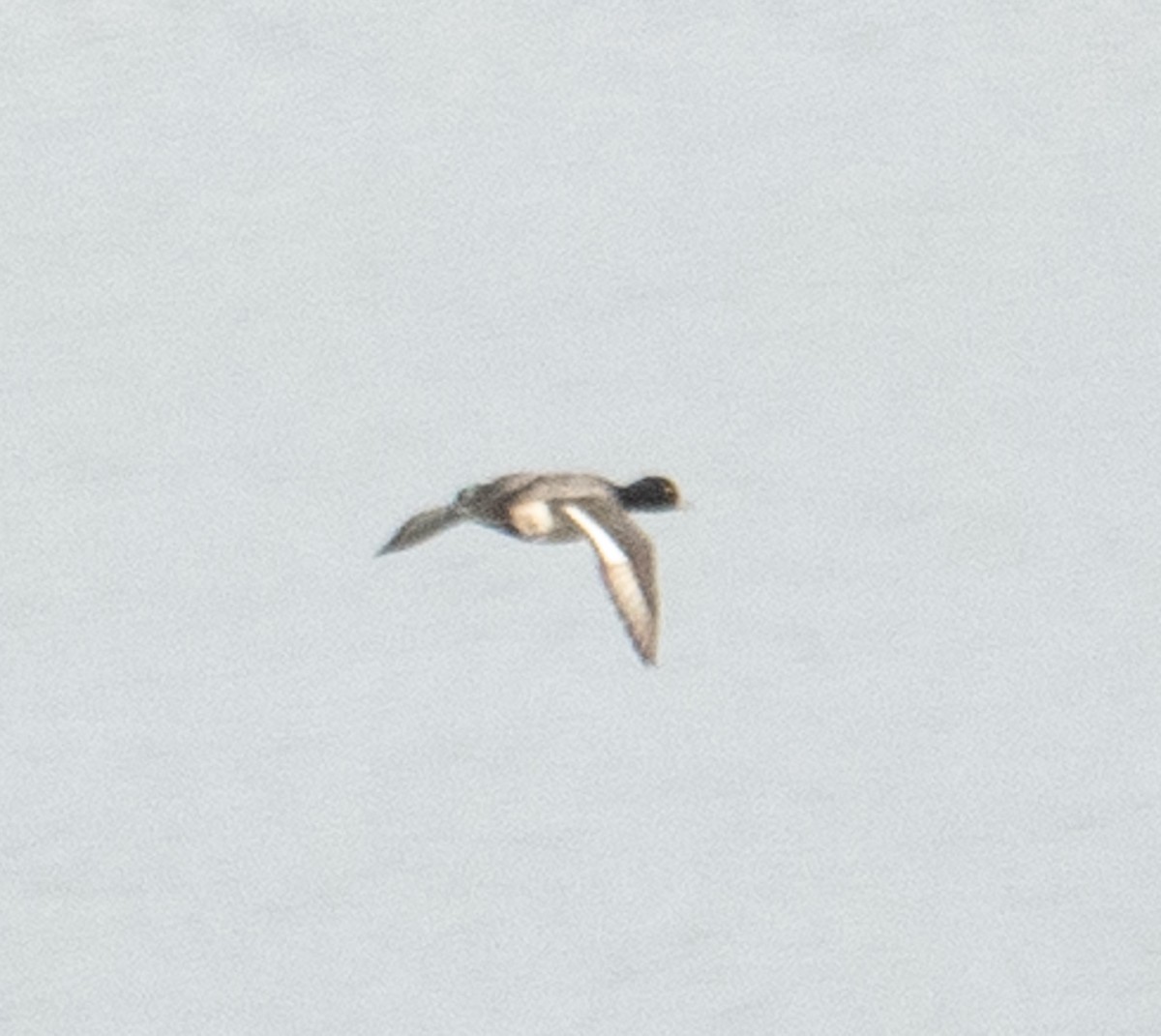 Greater/Lesser Scaup - ML644719877