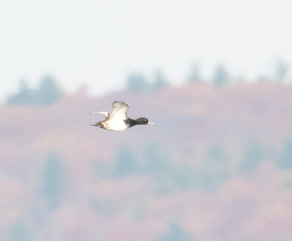 Greater/Lesser Scaup - ML644719878