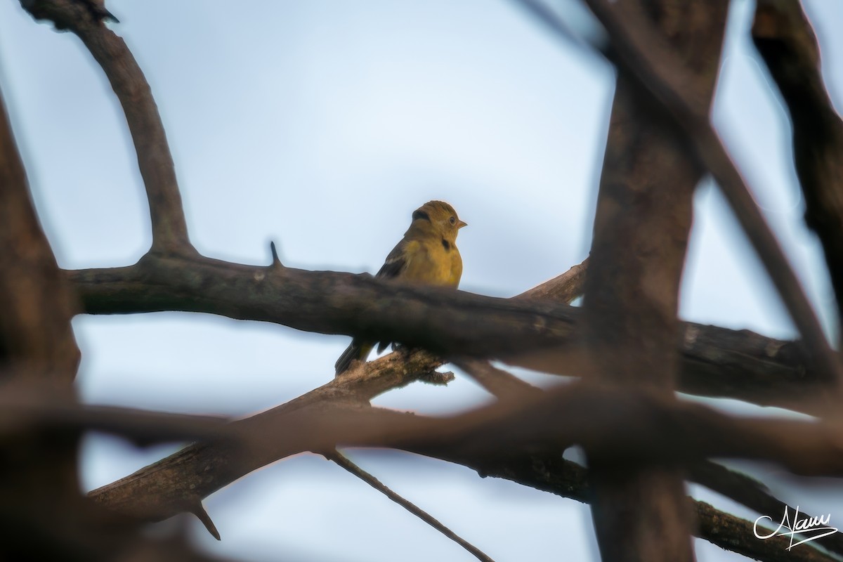 Western Tanager - ML644719879
