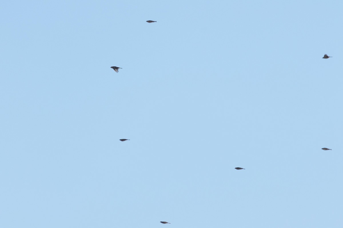 Smith's Longspur - ML644719897