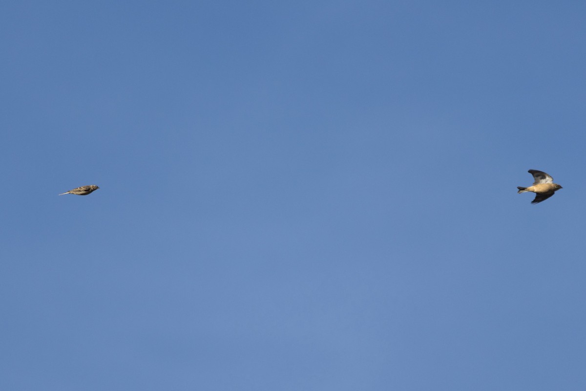 Smith's Longspur - ML644719898