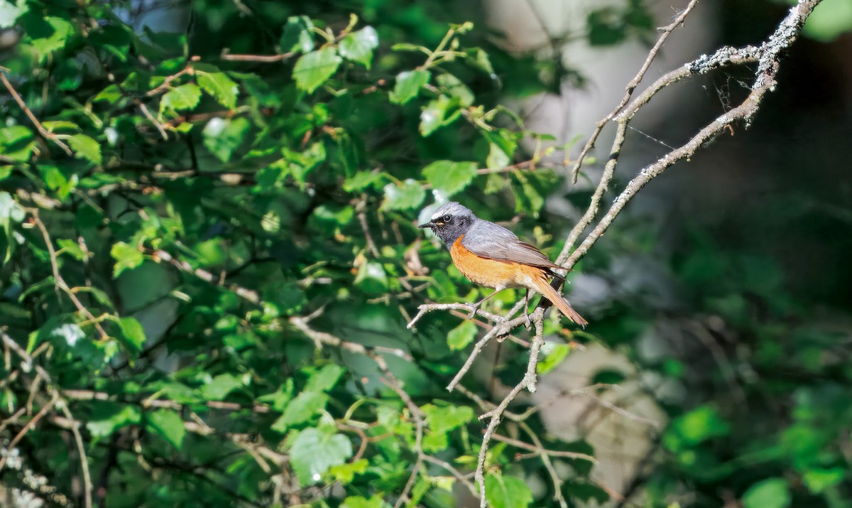 Common Redstart - ML644719899