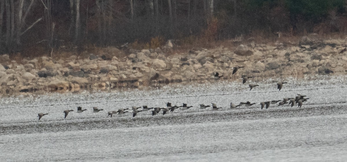 Brant (Pale-bellied) - ML644719900