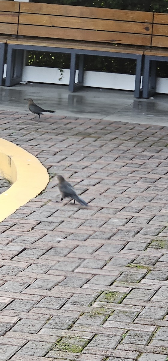 Great-tailed Grackle - ML644719901