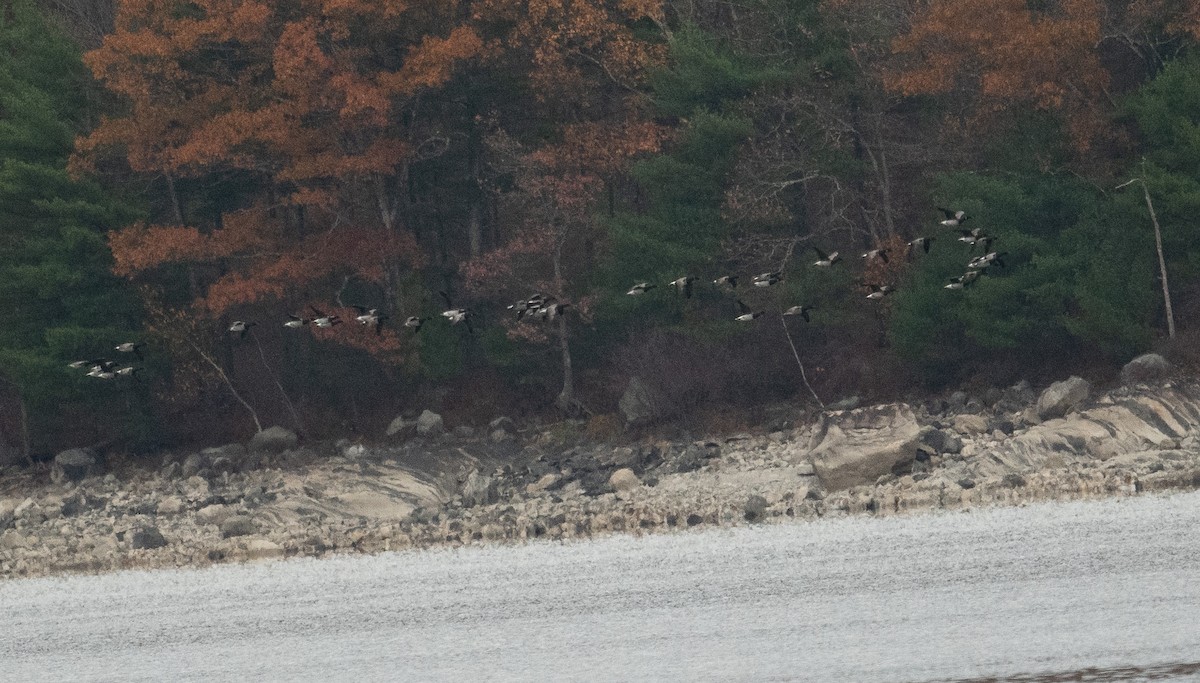 Brant (Pale-bellied) - ML644719902