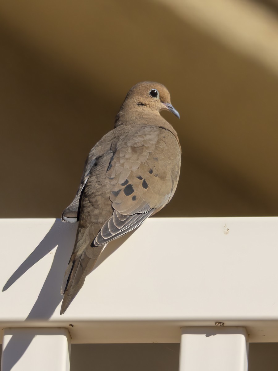 Mourning Dove - ML644719909
