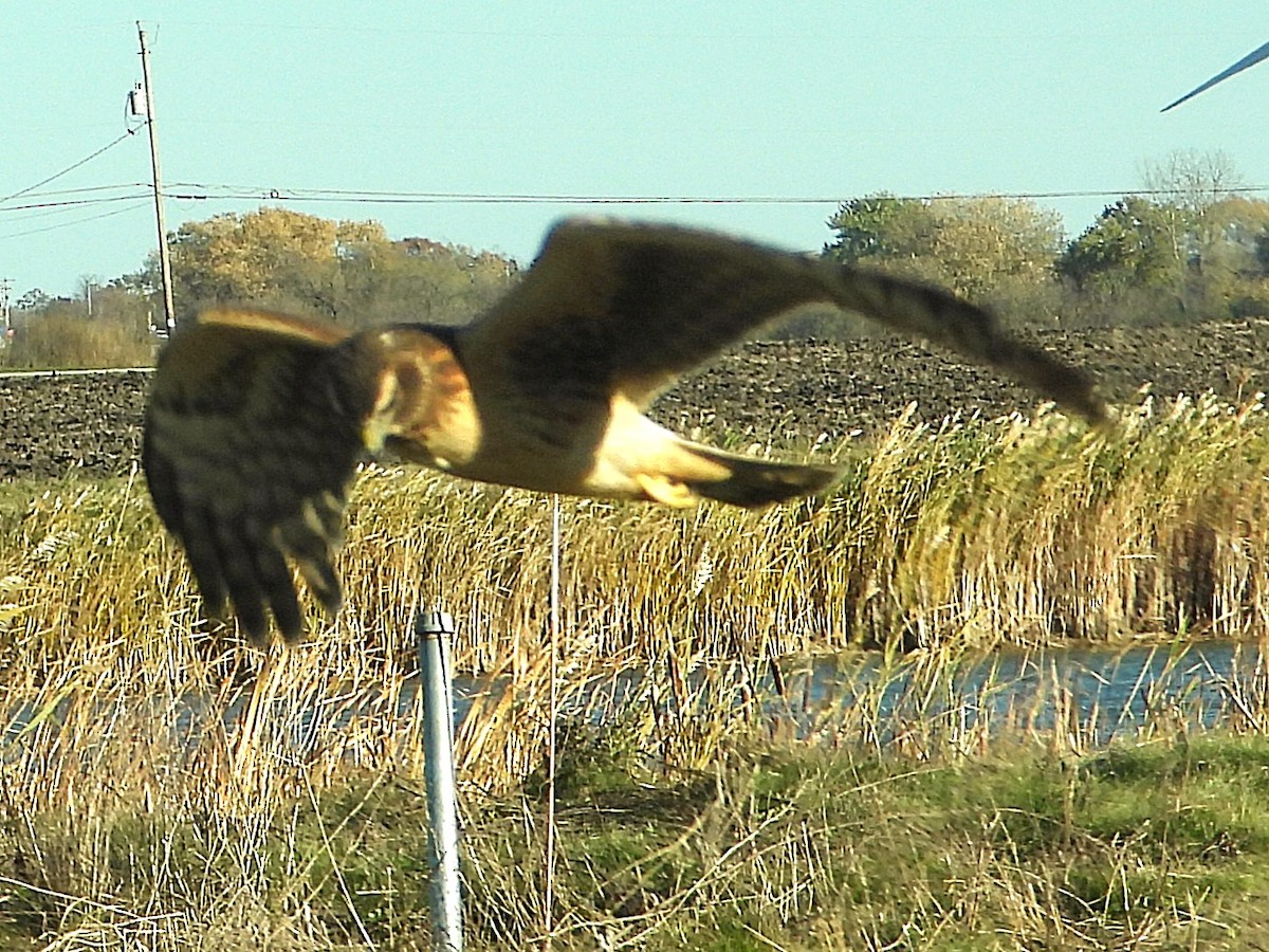 Northern Harrier - ML644719911
