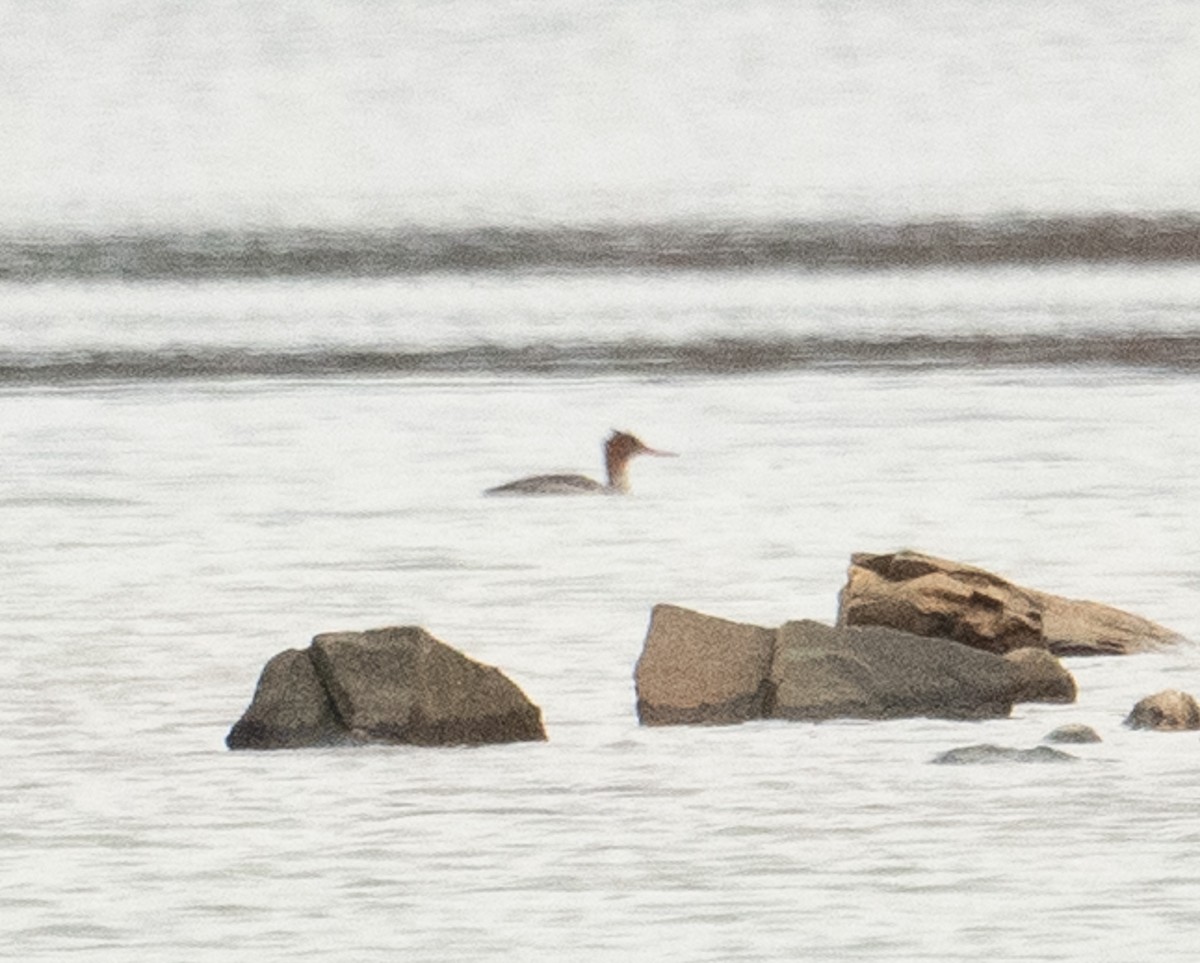 Red-breasted Merganser - ML644719913