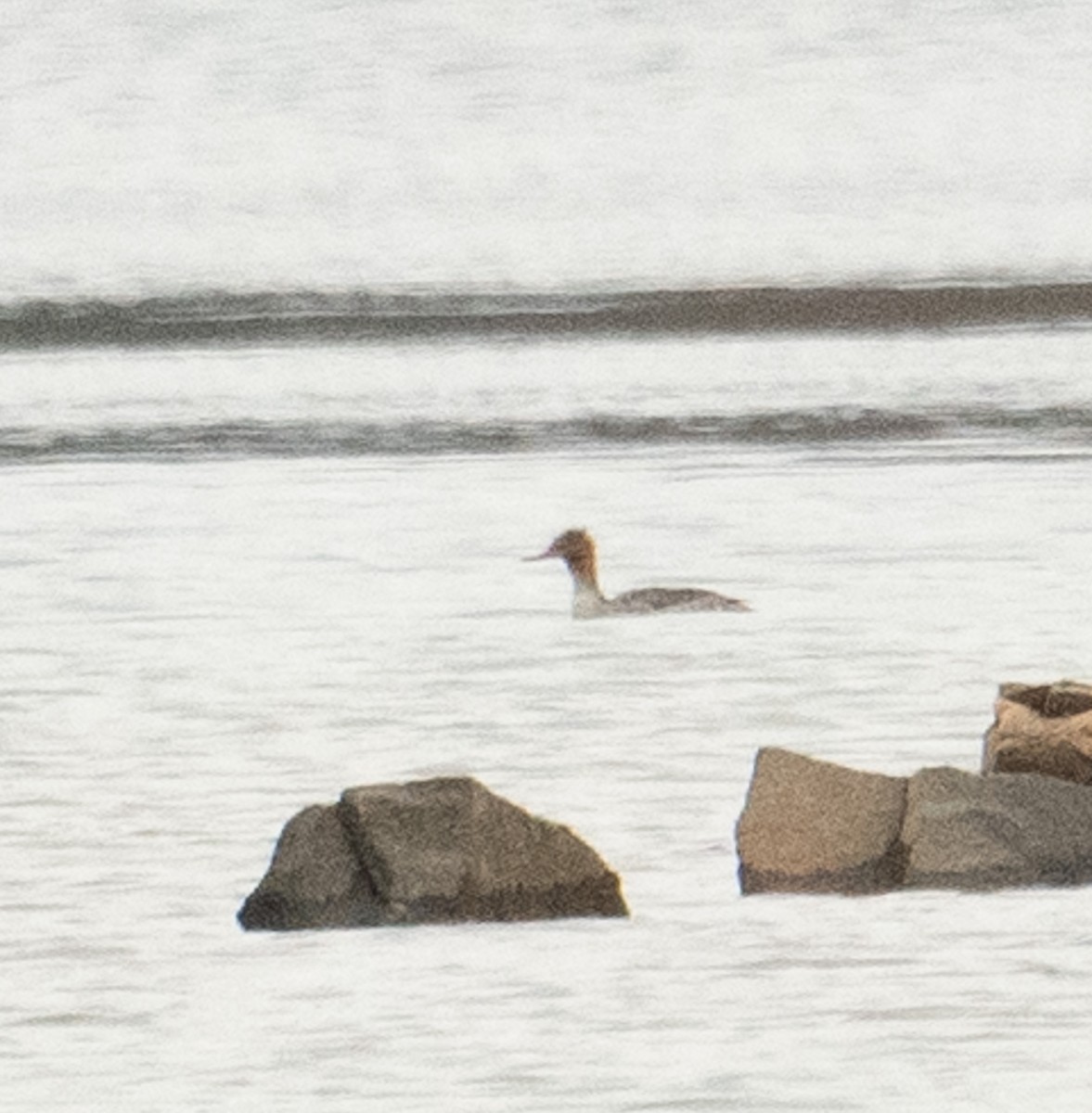 Red-breasted Merganser - ML644719914