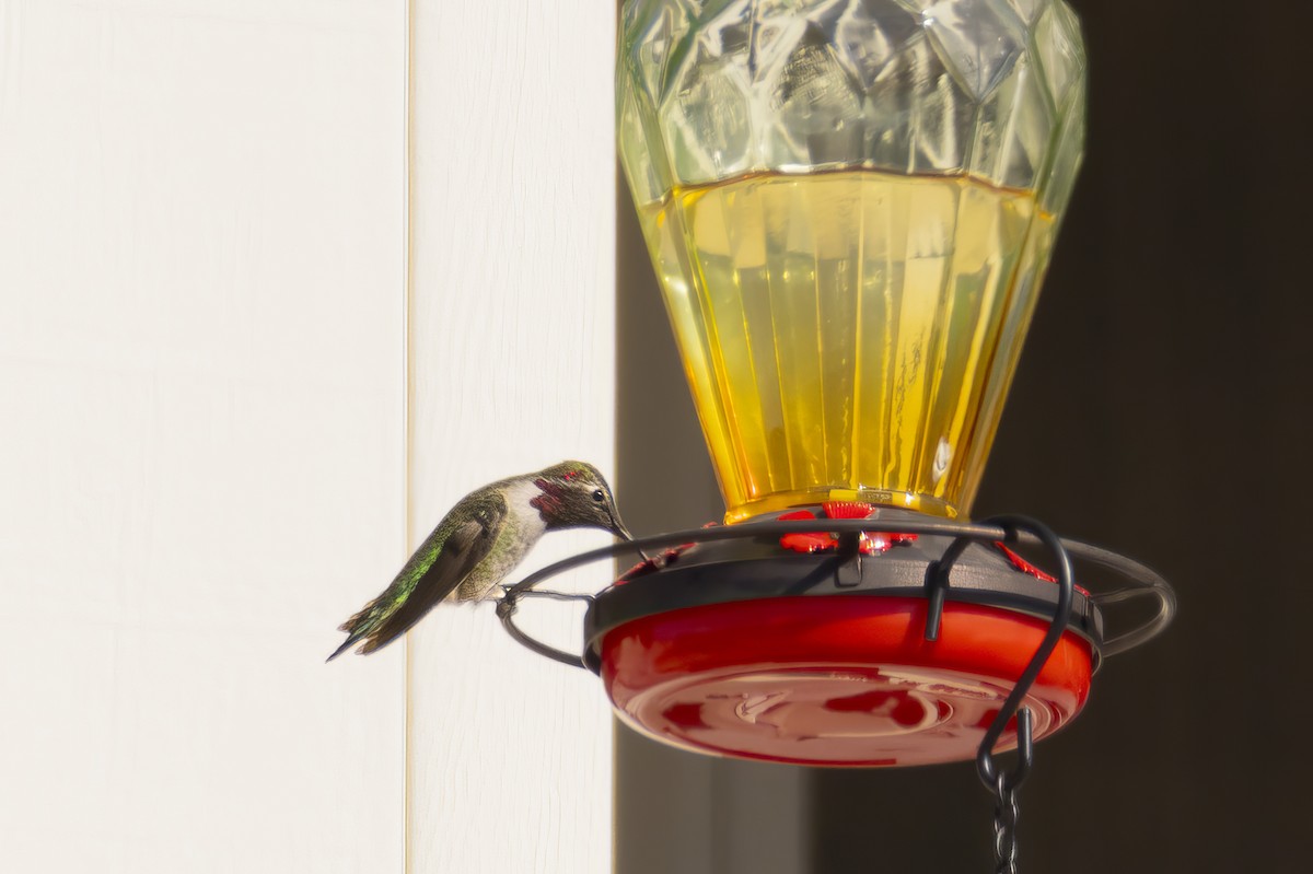 Anna's Hummingbird - ML644719915