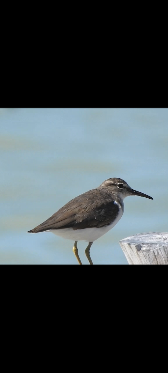 Spotted Sandpiper - ML644719916
