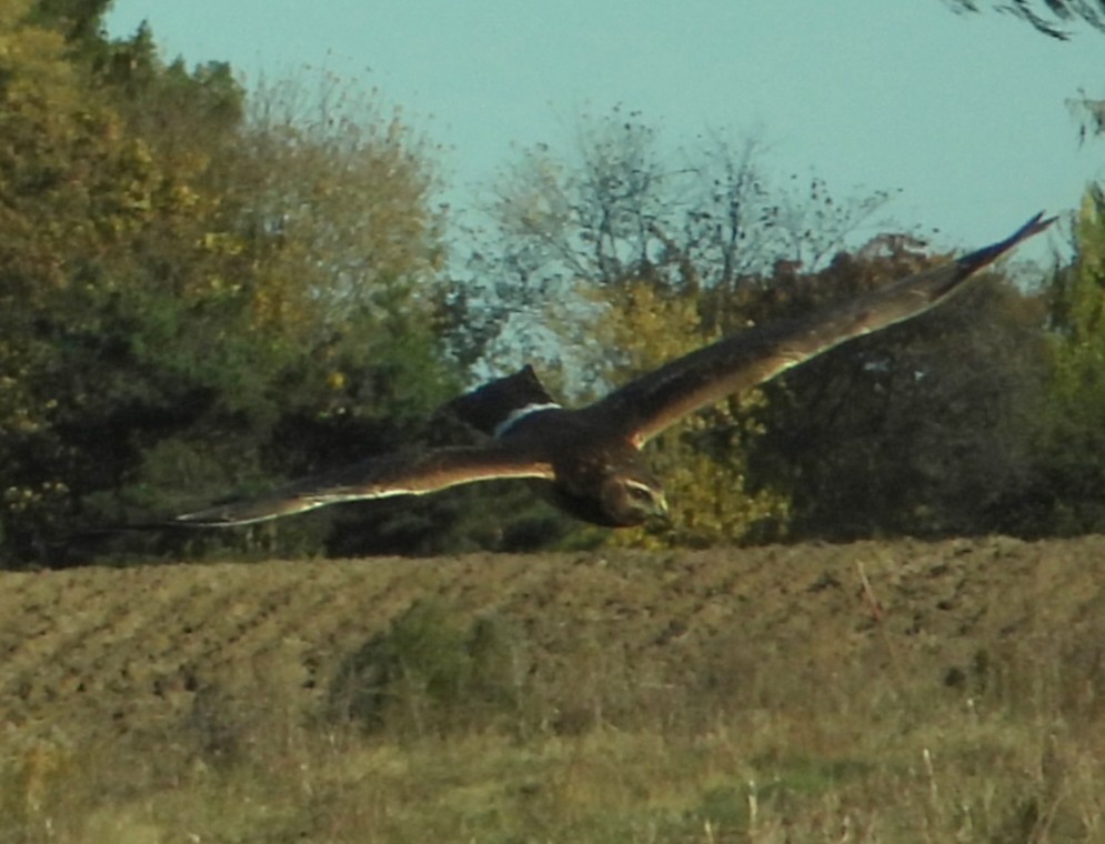 Northern Harrier - ML644719917