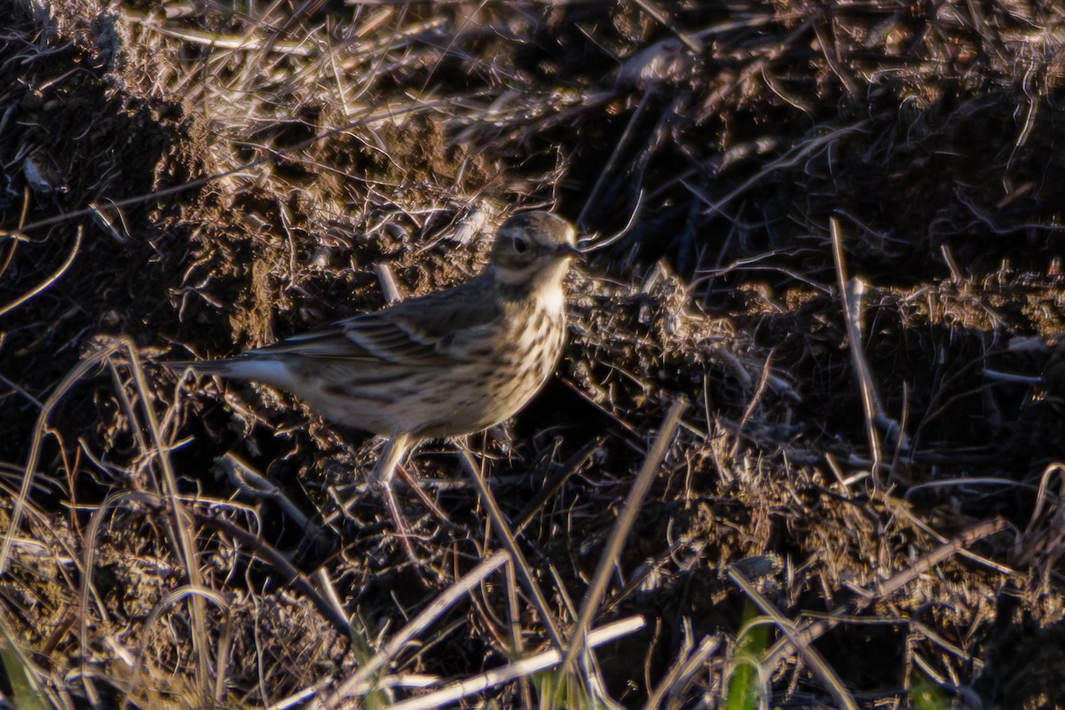 American Pipit - ML644719918