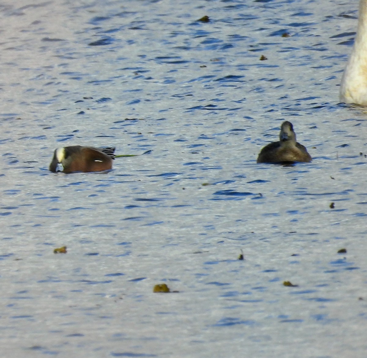 American Wigeon - ML644719919