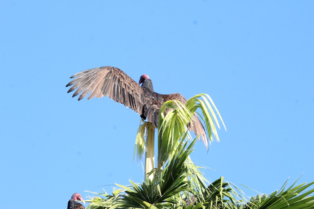 Turkey Vulture - ML644719920