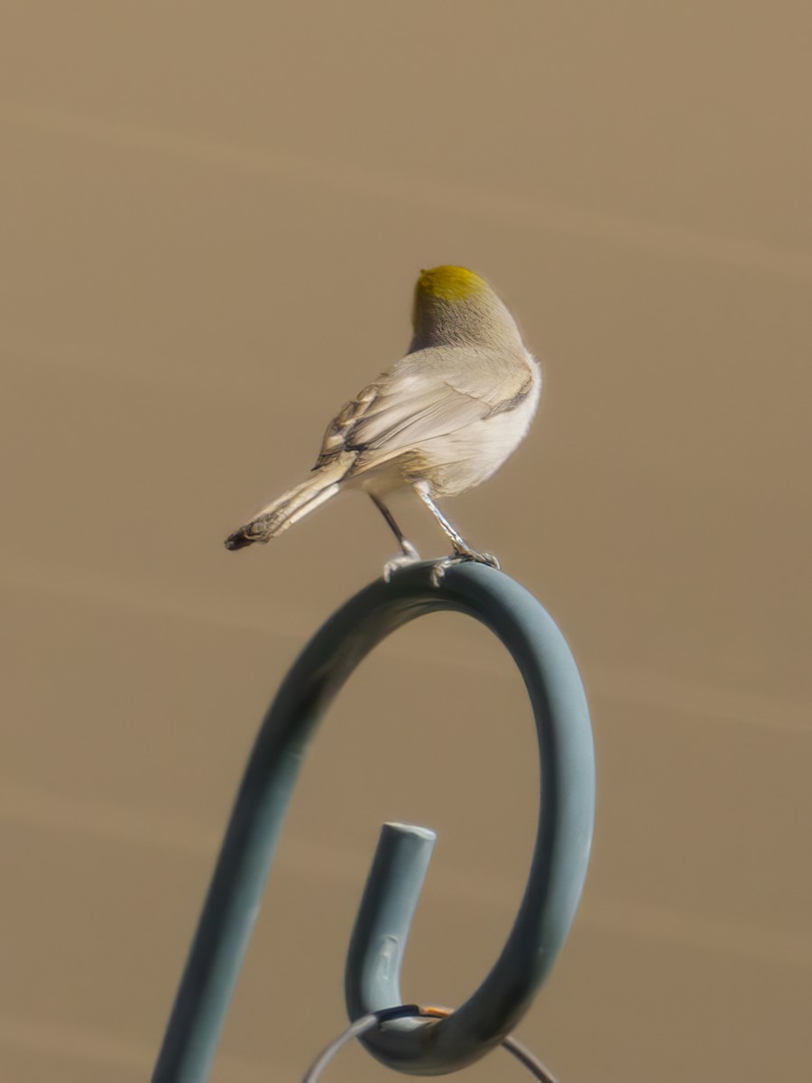 Verdin - ML644719921