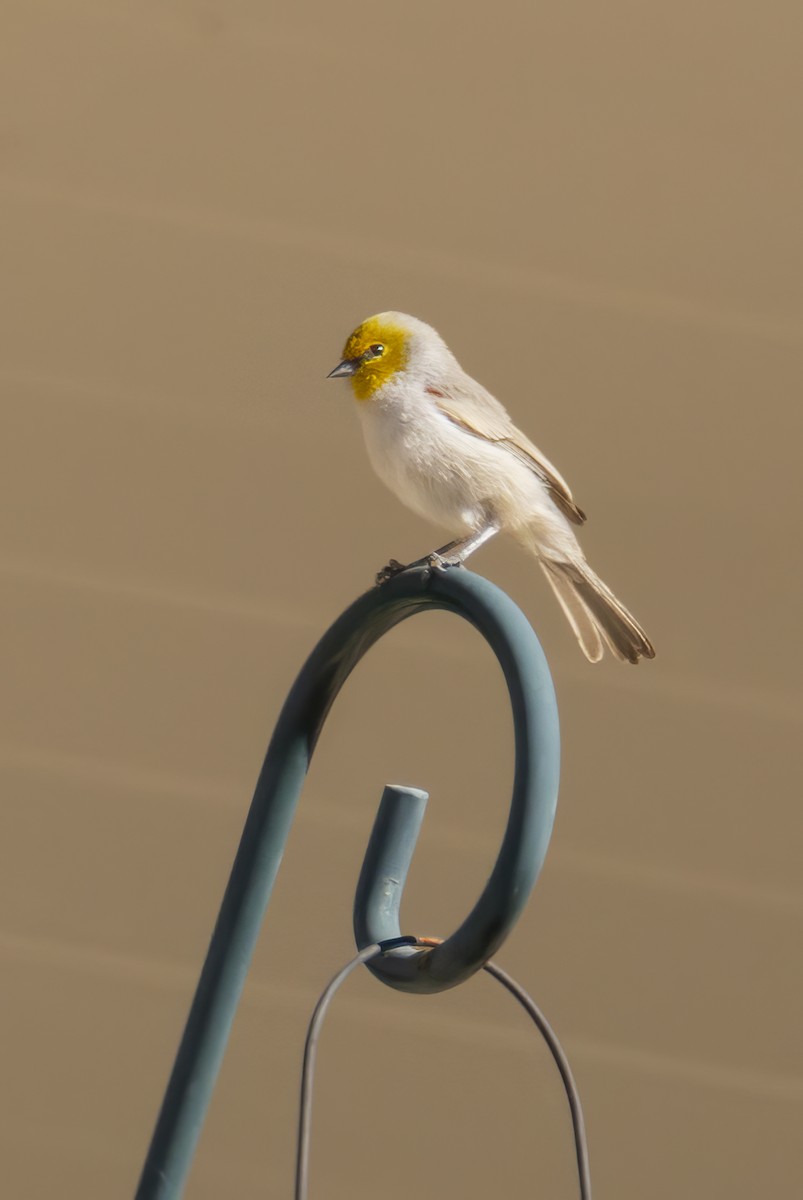 Verdin - ML644719922
