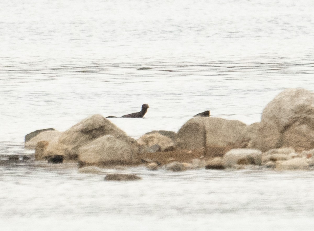 American Mink - ML644719925