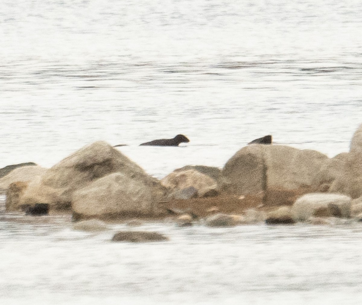 American Mink - ML644719926