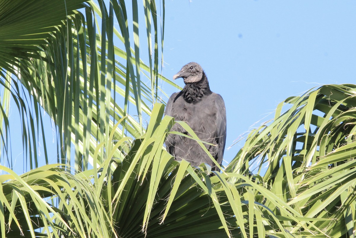 Black Vulture - ML644719927