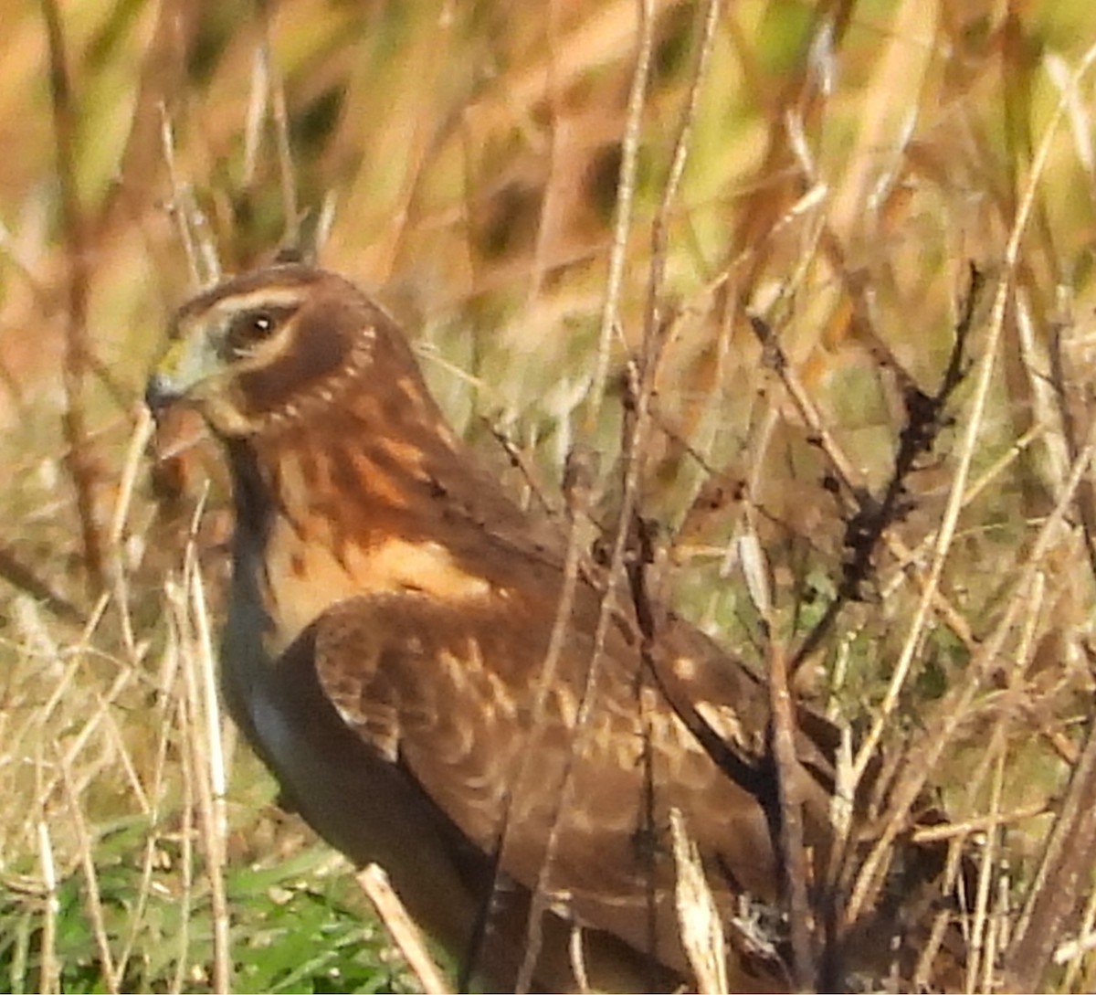 Northern Harrier - ML644719929