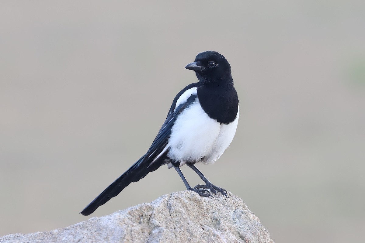 Eurasian Magpie - ML644719930